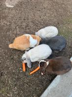 Konijntjes te koop, Februari, Meerdere dieren, Overige typen, Tam