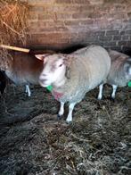 Schapenbok te koop, Dieren en Toebehoren, Schapen, Geiten en Varkens, Mannelijk, Schaap, 0 tot 2 jaar