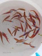 Notropis chrosomus, regenboogelrits, rainbowshine kweekgroep, Dieren en Toebehoren