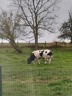 Dekstier te koop BWB, Dieren en Toebehoren