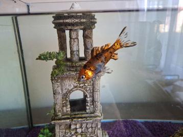Vis met aquarium beschikbaar voor biedingen
