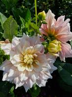 Grote dahlia knollen/kluwen - verschillende soorten, Tuin en Terras, Bloembollen en Zaden, Ophalen, Knol