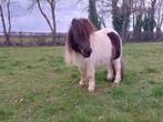 Leuke ,vrolijke, bonte shetlander ruin., Dieren en Toebehoren, Ruin, Niet van toepassing, 0 tot 2 jaar, A pony (tot 1.17m)