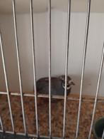 Chinese dwergkwartel man., Dieren en Toebehoren, Ophalen