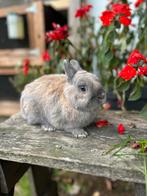 Kleurdwerg, Dieren en Toebehoren, Konijnen, Mannelijk, Dwerg, 0 tot 2 jaar
