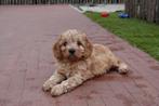 Prachtige Cavapoo pups (Cavalier x dwerg poedel), CDV (hondenziekte), Meerdere, 8 tot 15 weken, Meerdere dieren