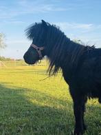 Jaarling, Dieren en Toebehoren, Pony's