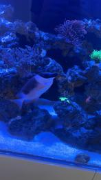 Magnifica vossenkop zeeaquarium, Dieren en Toebehoren