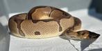 Python regius, Dieren en Toebehoren, Reptielen en Amfibieën