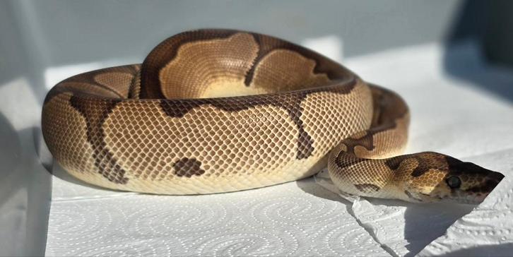 Python regius, Dieren en Toebehoren, Reptielen en Amfibieën