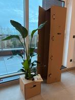 Strelitzia Nicolai (paradijsvogelplant) - 170cm, Maison & Meubles, Plantes d'intérieur, Enlèvement ou Envoi, Palmier, 150 à 200 cm