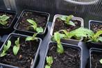 Tricyrtis, Tuin en Terras, Ophalen, Zomer, Vaste plant, Halfschaduw