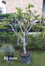 Prachtige vijgenbomen!, Tuin en Terras, Planten | Bomen, Ophalen