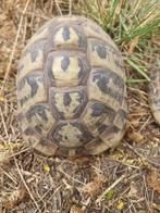 Griekse landschildpad vrouwen en mannen, Dieren en Toebehoren, Schildpad, 11 jaar of ouder
