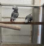 Kweekkoppel grijze roodstaart, Dieren en Toebehoren, Vogels | Parkieten en Papegaaien, Meerdere dieren, Papegaai, Geringd