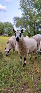 Kerry Hill schapen lammeren, Dieren en Toebehoren, Schapen, Geiten en Varkens