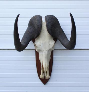 Schedel WITSTAART GNU / WILDEBEEST op schild (# A) beschikbaar voor biedingen