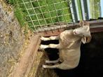 Wiltshire Horn Stamboek ramlammeren en ooien te koop, Animaux & Accessoires, Moutons, Chèvres & Cochons, Mouton, Mâle, 0 à 2 ans