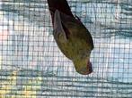 Pennant, Dieren en Toebehoren