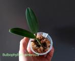 Orchidee Bulbophyllum ambrosia * Ruikt lekker!, Huis en Inrichting, Kamerplanten, Ophalen of Verzenden