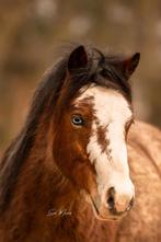 Prachtige lieve Welsh stamboek ruin, Dieren en Toebehoren, Gechipt, Ruin, 3 tot 6 jaar, B pony (1.17m tot 1.27m)