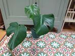 Monstera gatenplant te koop, Huis en Inrichting, Kamerplanten, Groene kamerplant, Ophalen, Overige soorten, Minder dan 100 cm