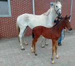 Fokmerrie San Amour I, Dieren en Toebehoren, Paarden en Pony's | Dekhengsten en Fokmerries, Merrie