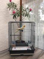 Valkparkiet 17 weken jong met een nieuwe kooi, Geslacht onbekend, Parkiet, Tam