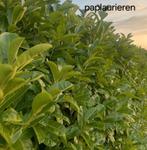 ‼️Prunus  rotundifolia  aan promoprijzen ‼️, Tuin en Terras, Planten | Struiken en Hagen, Ophalen, Taxus