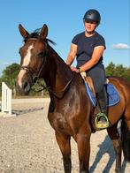 Super brave 4jarige springmerrie, Dieren en Toebehoren, Paarden, Merrie, Springpaard, Zadelmak, Gechipt