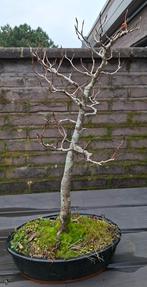 Bonsai beuk, Enlèvement