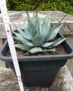 Agave parryi Neomexicana, Volle zon, Vaste plant, Winter, Ophalen