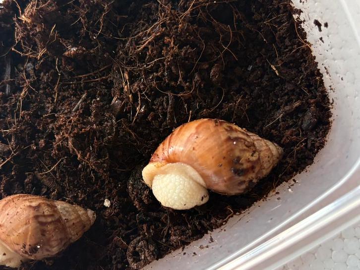 Grote agaatslakken (albino), Animaux & Accessoires, Reptiles & Amphibiens