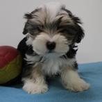 Morkie pups te koop (Belgisch), Dieren en Toebehoren, België, CDV (hondenziekte), 8 tot 15 weken, Meerdere