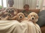 Raszuivere golden retriever pups, Golden retriever, België, Fokker | Hobbymatig, Reu