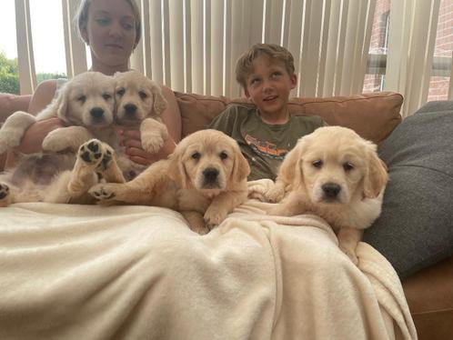 Raszuivere golden retriever pups, Dieren en Toebehoren, Honden | Retrievers, Spaniëls en Waterhonden, Reu, Golden retriever, Fokker | Hobbymatig