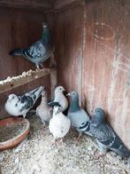 Pigeons mouchetés, Animaux & Accessoires, Oiseaux | Pigeons