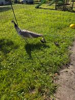 Unieke bont-opaal pauwhen met 3 spalding kuikens, Dieren en Toebehoren