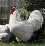 Gezocht witte australorp haan, Animaux & Accessoires, Volatiles