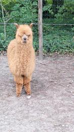 Alpaca hengst van 1 jaar oud, Dieren en Toebehoren, Overige Dieren, Mei, Mannelijk