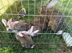 Duitse reuzen, Dieren en Toebehoren