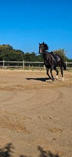 9 jarige merrie, Dieren en Toebehoren, Paarden, Merrie, 170 tot 175 cm, 7 tot 10 jaar