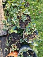 aardbei plantjes 10 voor5€, Tuin en Terras, Ophalen