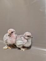 Cochin kuikens, Dieren en Toebehoren, Pluimvee