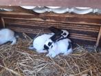 Vlinderkonijn, Dieren en Toebehoren, Meerdere dieren, Groot, 0 tot 2 jaar