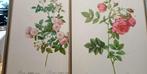 lithographies imprimer roses P.J. Redoute impr de Rémond, Antiquités & Art, Enlèvement ou Envoi