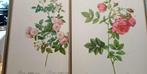 litho's prent rozen P.J. Redouté impr de Rémond, Ophalen of Verzenden