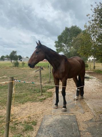 GEZOCHT zand beschikbaar voor biedingen