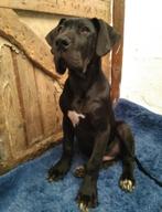 Duitse Dog pups, België, Fokker | Hobbymatig, Overige rassen, CDV (hondenziekte)
