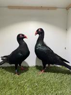 Sierduiven, Dieren en Toebehoren, Vogels | Duiven